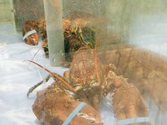 -海天一色海景自助餐厅(西港花园店)