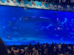 -烟台海昌鲸鲨海洋公园