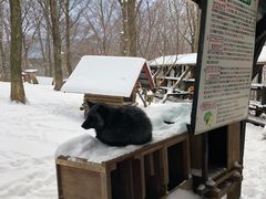 -宫城藏王狐狸村