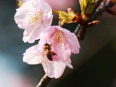 -顾村公园