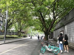 -泡桐树街