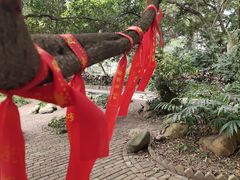 -广西壮族自治区药用植物园