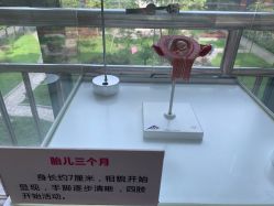 -重庆市妇幼保健院(冉家坝院区)