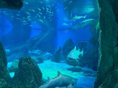 -海合安成都极地海洋公园