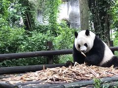 大熊猫吃竹子-成都大熊猫繁育研究基地