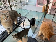 -喵屿·大理花园猫咖