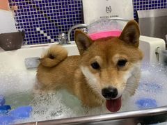-车接车送·寄养洗护·德文猫舍(大宁店)