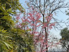 -龟山风景区-龟山电视塔