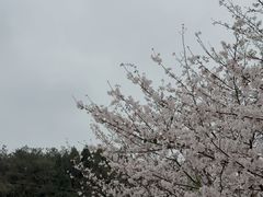 -绵阳盛世樱花悠乐谷