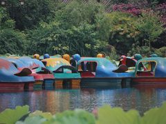 -桂湖森林公园