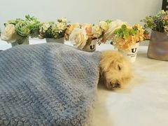 -翡翠森林宠物火化殡葬(通州店)