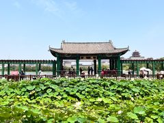 -莲花池公园