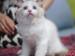 -Bastet sally猫舍购宠(静安店)