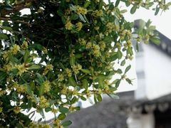 -东山风景区(洞庭东山)