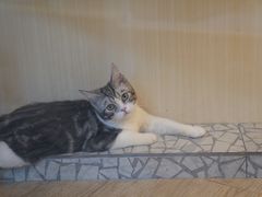 -momokira米努特·德文卷毛猫·棉花面纱犬