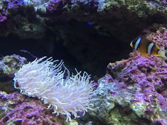 -御唐府海珊瑚主题餐厅