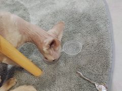 -Heymao猫咖.咖啡厅(东门店)