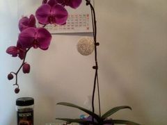 参与点评活动，抽中的一株蝴蝶兰。-FEI FEI FLOWER鲜花店·气球派对·宝宝宴布置(虹口德必运动Loft店)