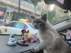 -宠爱国际动物医院· 猫科· 外科·中兽医(长白店)