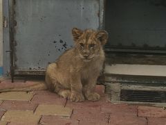 -大连森林动物园