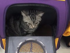 -纳吉亚猫专科动物诊疗中心(蒋宅口分院)