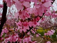 -古柏渡飞黄旅游区