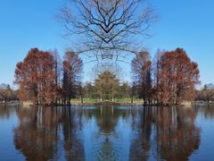 -上海共青森林公园