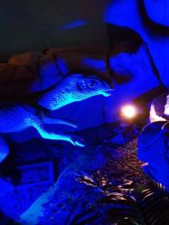 -恐龙探索乐园(磁器口店)