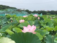 -梁鸿国家湿地公园