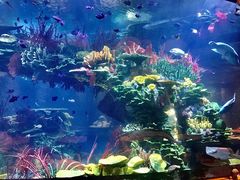 -迪拜帆船酒店海底餐厅