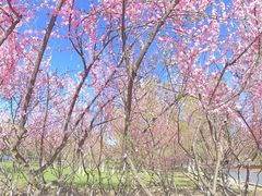 -大兴滨河森林公园