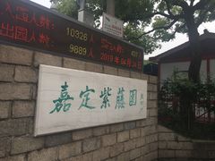 -嘉定紫藤园