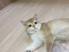 -Umiao与猫咖啡 猫咖