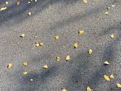 -绵阳人民公园(涪城区)