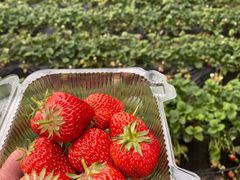 -昌平兴寿秀秀草莓采摘园