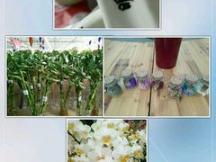 -荷兰花海