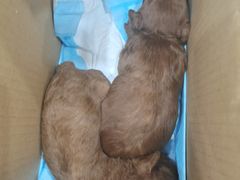 -暖阳宠物医院·犬猫康复中心·骨科