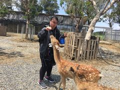 -鹿境梅花鹿生态园区