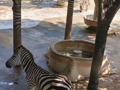 -深圳野生动物园