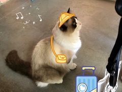 -喵屿·大理花园猫咖