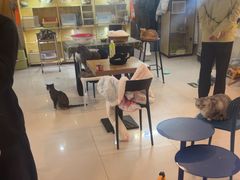 -平行世界·猫咖(首经贸店)