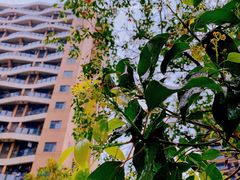 -台科花园