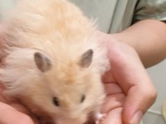 -楼上猫咖(罗湖店)