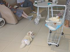 -怪兽屋·羊驼·猫咖·狗咖(俊华广场店)