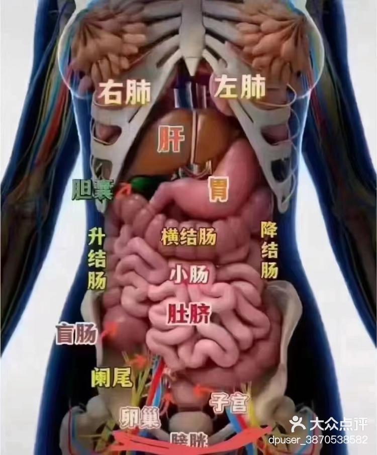 大肠和小肠的位置图图片