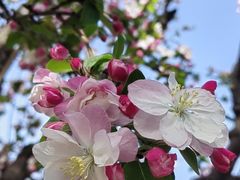 -海棠花溪(元大都城垣遗址公园)