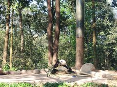 -中国大熊猫保护研究中心雅安碧峰峡基地