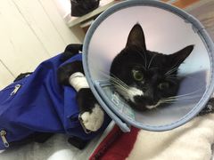 -爱侣宠医·鹦鹉专科·小型哺乳类·异宠专科(灵石路店)