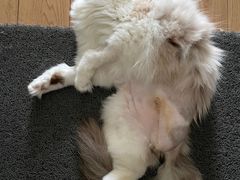 -爱侣宠医·鹦鹉专科·小型哺乳类·异宠专科(灵石路店)