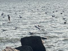 -深圳湾公园(南山区)